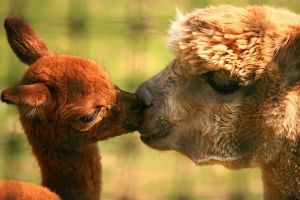 alpacas-kiss_32031_600x450