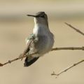 hummingbird-perched-on-twig_12893_600x450