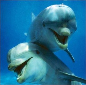delfines mas