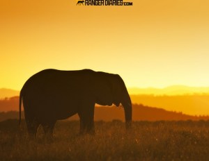 18.-golden-elephant-576x446