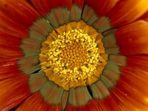 flower-spores_9371_600x450