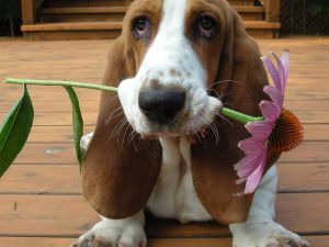 basset-hound-howard_34698_600x450