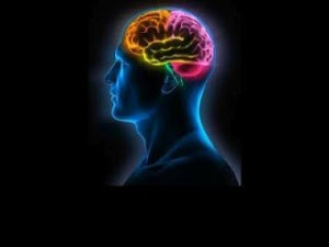 cerebro biodescodificacion