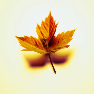 Maple Leaf