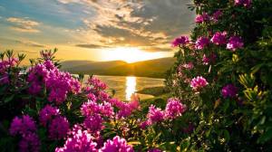 amanecer agradeciendo la vida