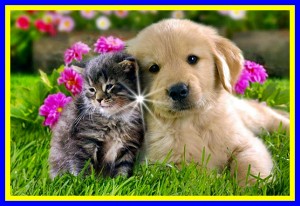 perrosygatos CODIGOS SAGRADOS DE SANACION