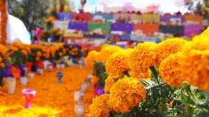 flores_de_cempasc3bachil_en_la_tradicic3b3n_mexicana