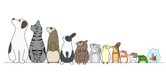 animales domesticos 10