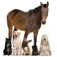 animalitos juntos caballo perro gato