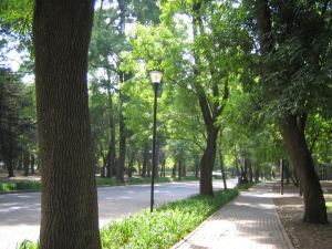 camino calle arboles lampara