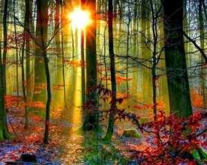 paisaje arboles bosque