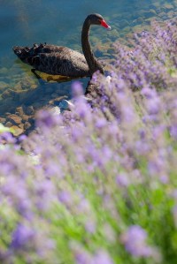 cisne flores agua lago