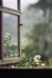 ventana flores lluvia