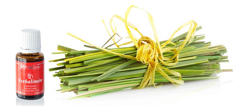 yerbalimon-con-la-planta