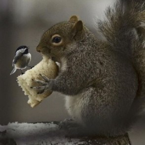 pajarito-psoado-encima-trozo-pan-ardilla-foto-bonita-animales