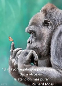 atencionmaspura orangutan mariposa